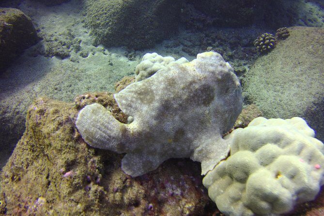 Kauai's Ultimate Dive Boat Adventure (for CERTIFIED Divers Only) - Two scuba sites built around lava, caverns, and honu turtles