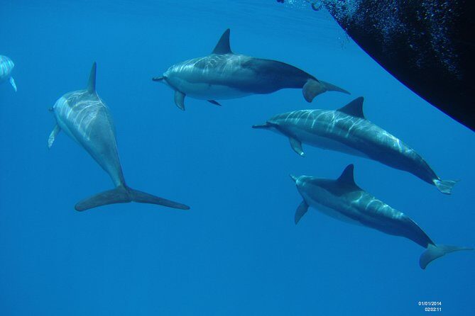 Kauai's Ultimate Dive Boat Adventure (for CERTIFIED Divers Only) - The people factor: what AJ, Captain Nick, Dominic, and Drew add to the day