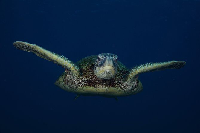 Kauai’s Ultimate Guided Shore Snorkel in South Poipu - The 50-foot rule: snorkeling with real respect for endangered wildlife
