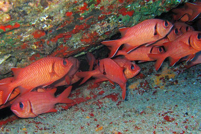 Kauai’s Ultimate Guided Shore Snorkel in South Poipu - Southshore reef time: what sightings are like in real life