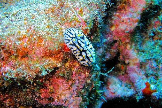 Kauai’s Ultimate Guided Shore Snorkel in South Poipu - Price and value: is $119.80 fair for what you get?