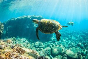 Kauai's Ultimate Guided Shore Snorkel (NO BOAT): North Anini - What the 1.5-hour tour really feels like on the water