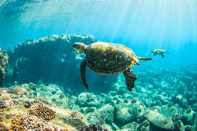 Kauai's Ultimate Guided Shore Snorkel (NO BOAT): North Anini - What the 1.5-hour tour really feels like on the water