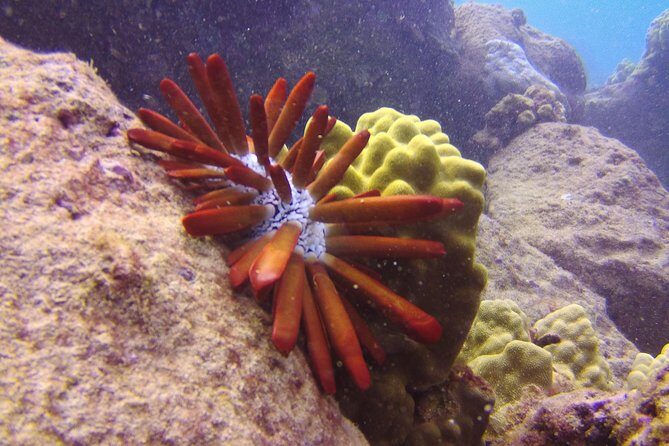 Kauai's Ultimate Scooter Adventure 2 Tank Dive (Advance Certified Divers Only) - DPV setup and how to not feel stressed in the first minutes