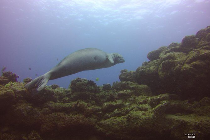 Kauai's Ultimate Scooter Adventure 2 Tank Dive (Advance Certified Divers Only) - Gear, snacks, and the real meaning of what’s included