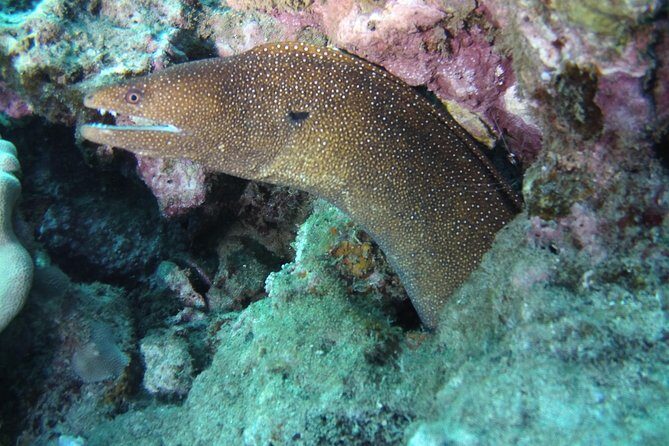 Kauai's Ultimate Scooter Adventure 2 Tank Dive (Advance Certified Divers Only) - Who this tour fits best (and who might rethink it)