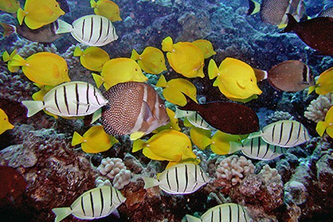 Kauai's Ultimate South Island Zodiac Boat Snorkel Adventure - Price and Value: Is $161.43 Worth It?