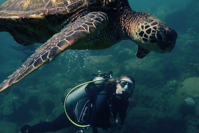 Kauai's Ultimate South Shore 2 Tank Dive (Certified Divers Only) - Key things to know before you go