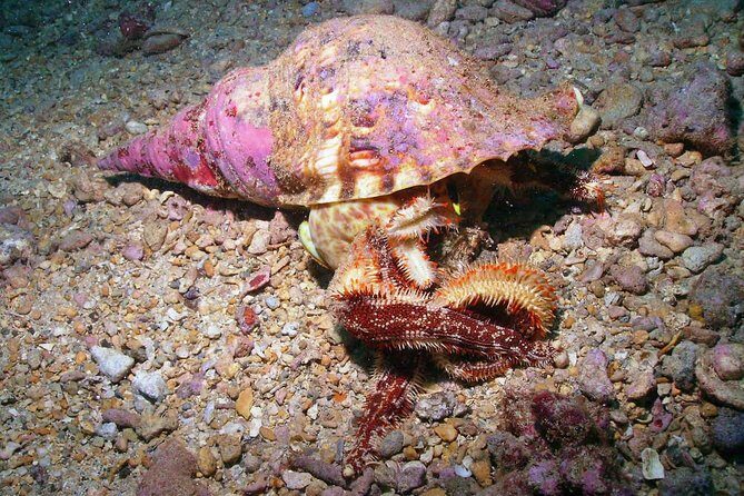 Kauai's Ultimate South Shore 2 Tank Dive (Certified Divers Only) - Why This Shore Plan Works on Kauai’s South Coast