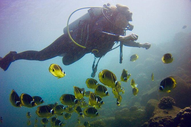 Kauai's Ultimate South Shore 2 Tank Dive (Certified Divers Only) - Tank Two in the Bay’s Other Area (Where Animals Repeat and Surprise)