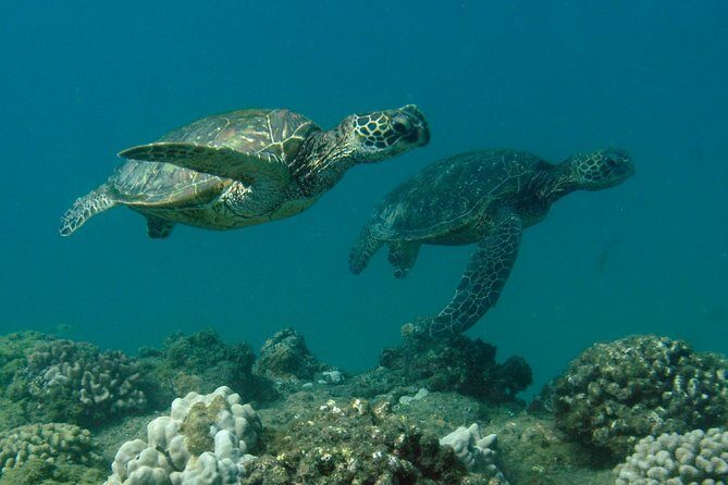 Kauai's Ultimate South Shore 2 Tank Dive (Certified Divers Only) - The Koloa Landing Start: Check-In, Wetsuits, and Getting Ready