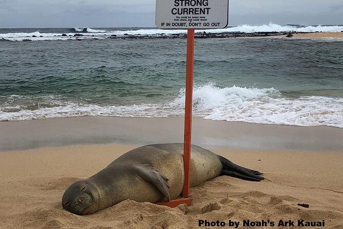 Kauai's Waimea Canyon and South Side Private Guided Tour - Poipu Beach Park for seals and sea-turtle chances