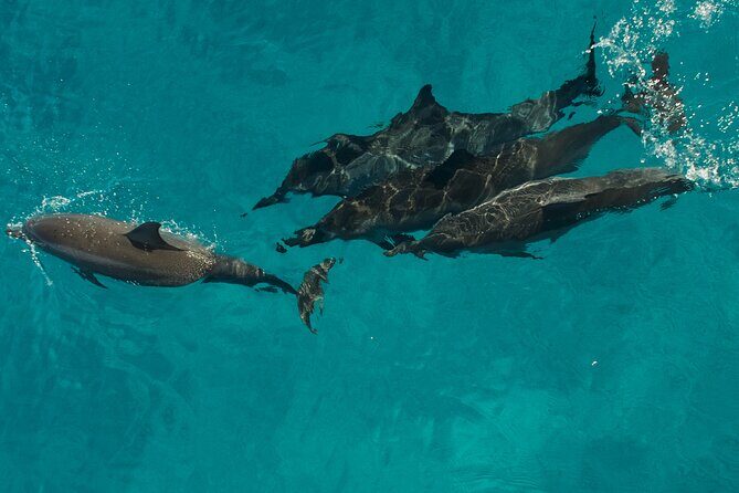 Na Pali Coast Half-Day Raft and Snorkel Adventure - Sea Caves and Waterfalls: The Best Moments Are Optional