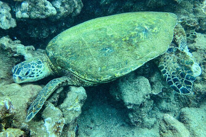 One Tank Scuba Diving in Kauai South Shore Certified Diver Only - Koloa Landing and the South Shore reef setup