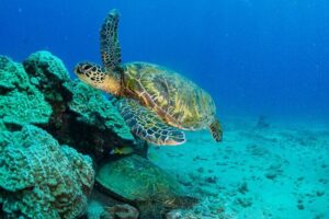 One Tank Scuba Diving in Kauai South Shore Certified Diver Only - Stop 1: Koloa reef time and how to make the most of your tank