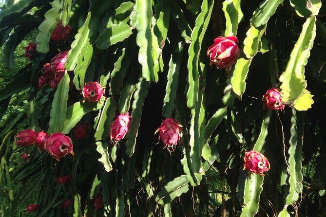 Pick and Taste Tropical Fruit - Farm and garden tour highlights: what you’ll learn as you walk