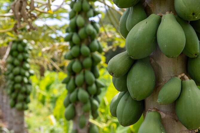 Pick and Taste Tropical Fruit - Price and value: is $119 worth it for 2 hours?