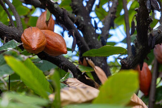 Pick and Taste Tropical Fruit - Logistics you should know: your car, your shoes, and your bugs