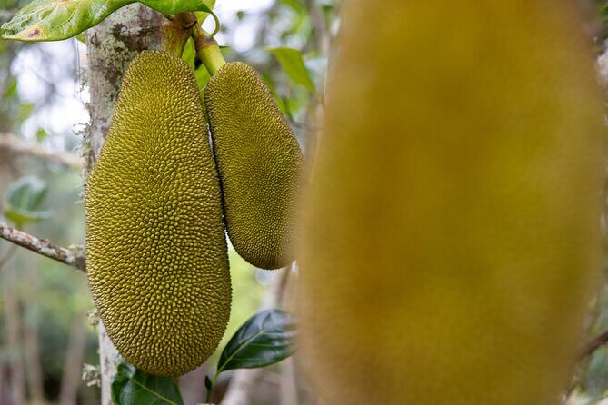 Pick and Taste Tropical Fruit - Who this tour fits best (and who might skip it)