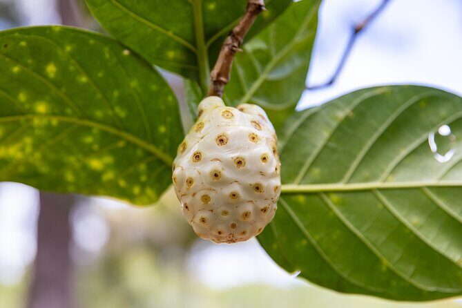 Pick and Taste Tropical Fruit - Should you book Pick and Taste Tropical Fruit?