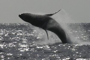 Poipu Sea Kayak Tour: Turtle, Dolphins and Snorkel - Key Points Worth Knowing
