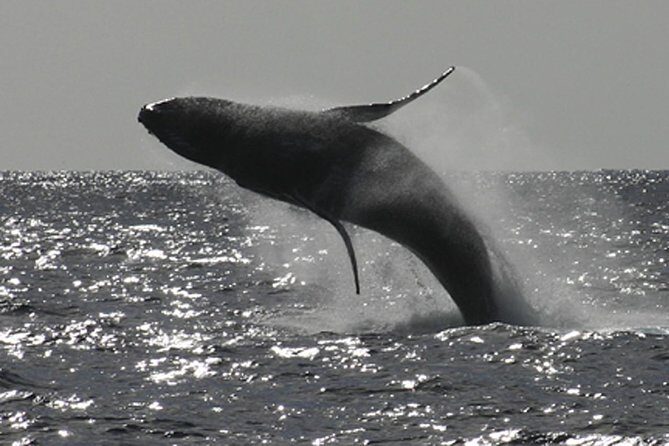 Poipu Sea Kayak Tour: Turtle, Dolphins and Snorkel - Key Points Worth Knowing
