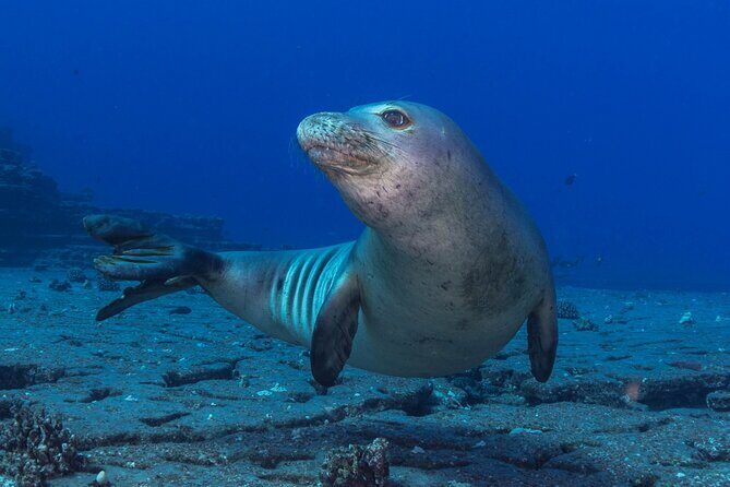 Premium Afternoon Scuba Charter for All Certified Diver Levels - What You’ll See: Marine Life and Reef Options Around Kauai