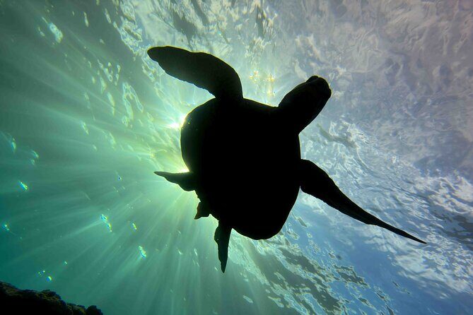 Premium Afternoon Scuba Charter for All Certified Diver Levels - Onboard Comfort That Makes the Whole Thing Easier