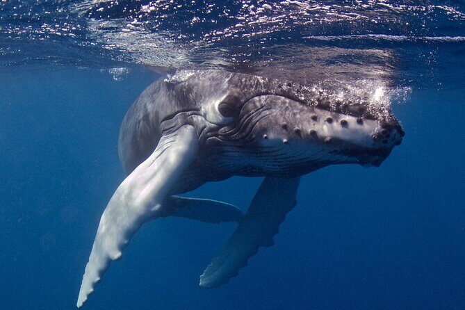 Premium Afternoon Scuba Charter for All Certified Diver Levels - Who This Is Best For (and Who Might Want Another Option)