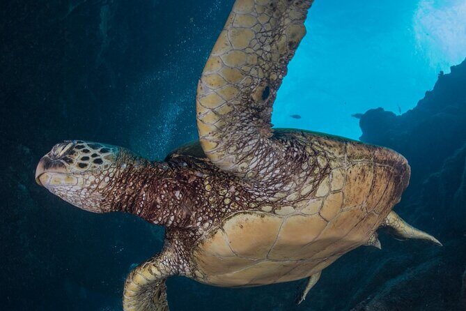Premium Afternoon Scuba Charter for All Certified Diver Levels - Value Check: Is $259.11 Worth It?