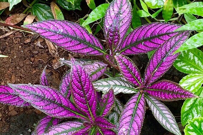 Princeville Botanical Gardens Tour and Chocolate Tasting Ticket - Fruit, honey, and the garden story you can actually taste