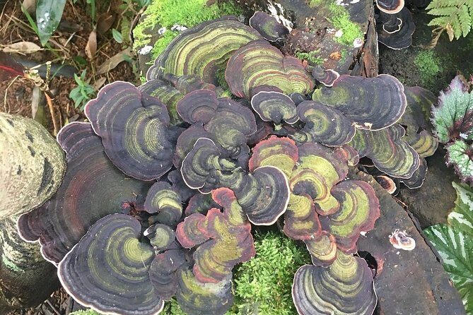 Princeville Botanical Gardens Tour and Chocolate Tasting Ticket - Comfort on Kauai: steps, loose gravel, and why footwear wins