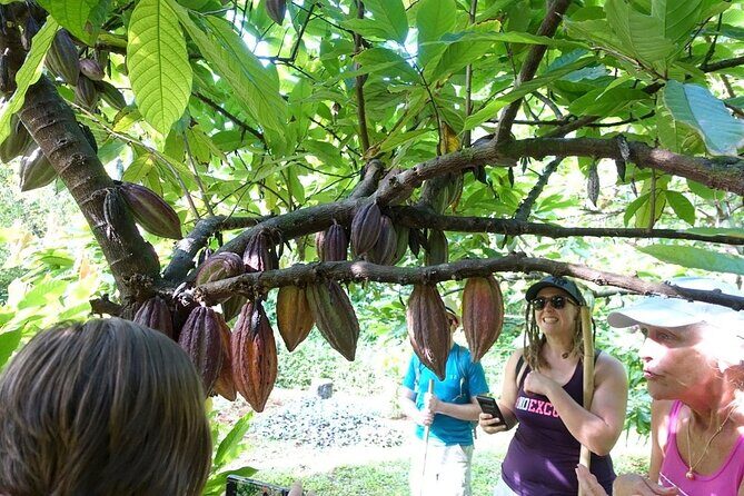 Princeville Botanical Gardens Tour and Chocolate Tasting Ticket - Price and value: is $126 a fair deal for 3 hours?