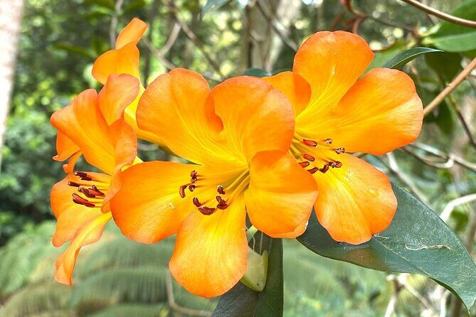 Princeville Botanical Gardens Tour and Chocolate Tasting Ticket - Should you book it or skip it?