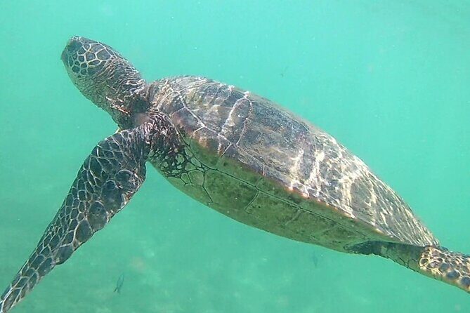 Princeville - Snorkeling Shore Excursion - Price and Value: Is $123 Worth It on Kauai?