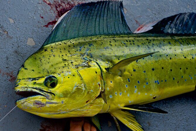 Private Deep Water Fishing in Kauai - Private deep water fishing in Kauai: what you’re buying with your $1,700 group price