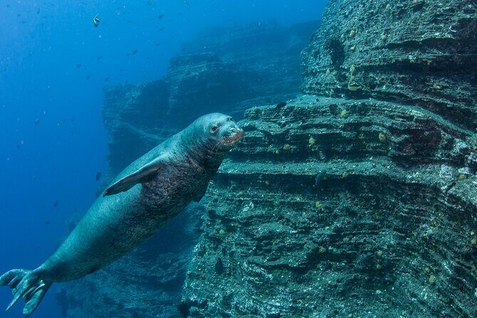 Private Niihau Scuba Charter with 2 or 3 Tank Dive Option - Niʻihau With a Fast Route from Kikiaola Harbor