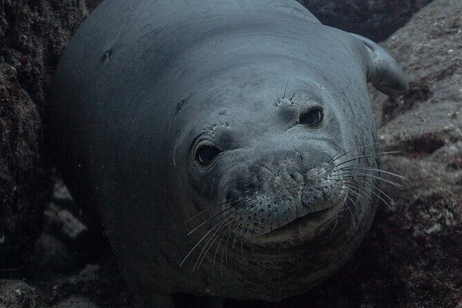 Private Niihau Scuba Charter with 2 or 3 Tank Dive Option - 2 vs 3 Tank Options: Shaping the Day