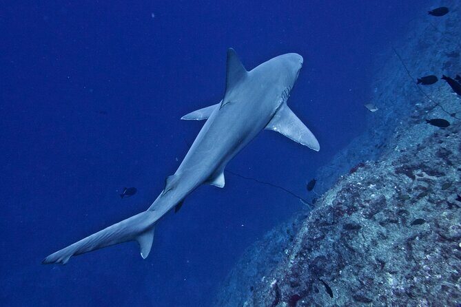 Private Niihau Scuba Charter with 2 or 3 Tank Dive Option - Weather Odds and the Plan B if Niʻihau Is Off