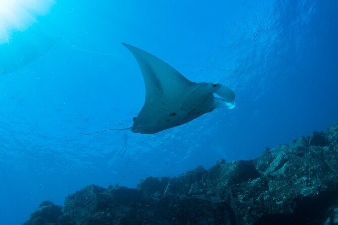 Private Niihau Scuba Charter with 2 or 3 Tank Dive Option - Underwater Sessions at Niʻihau: Sharks, Monk Seals, Rays, and Big Fish