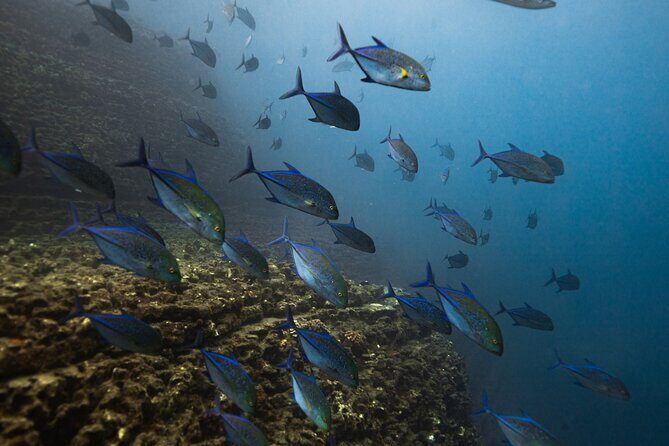 Scuba Dive at Ni’ihau (Forbidden island) - Two underwater sessions at Ni’ihau, chosen by conditions and your requests