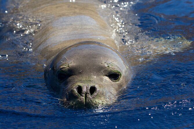 Scuba Dive at Ni’ihau (Forbidden island) - What you’ll likely see: monk seals, sharks, rays, and that clear-water feeling
