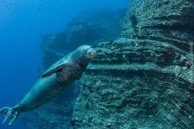 Scuba Dive at Ni’ihau (Forbidden island) - The $655 price tag: is it value or just expensive?
