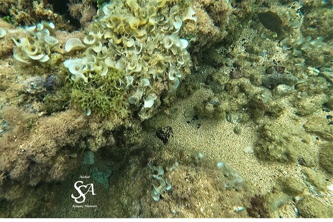 Sensational Sea Scooter Rentals - What You’ll Want to Look For: Turtle, Humuhumu, and Reef Triggerfish