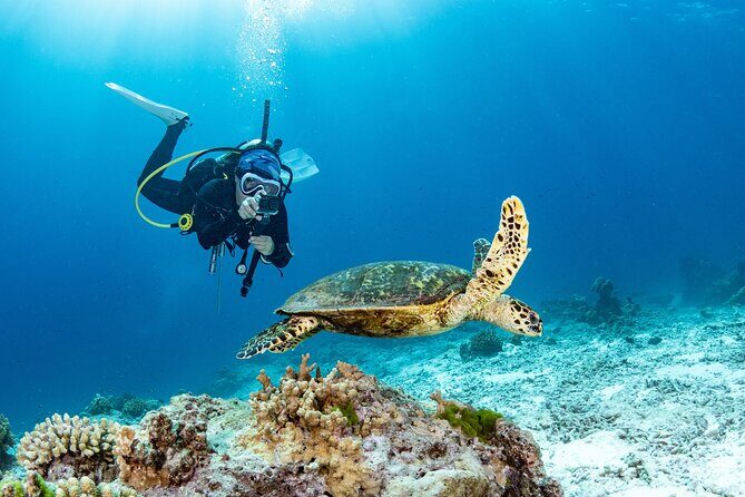 Shore Dive with Sea Turtles @ Koloa Landing for Certified Divers - Key things that matter before you go
