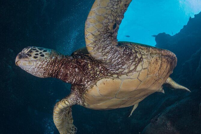 Shore Dive with Sea Turtles @ Koloa Landing for Certified Divers - The Koloa Landing Advantage: why this shore session is worth your time