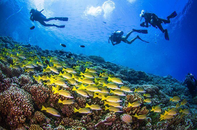 Shore Dive with Sea Turtles @ Koloa Landing for Certified Divers - How the 2-hour flow usually runs at Koloa