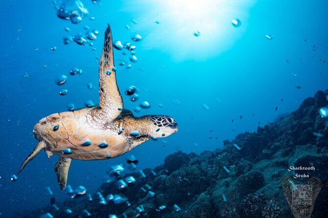 Try Scuba Diving in Kauai From a Boat: No Experience Necessary - What’s Included, and what you should bring