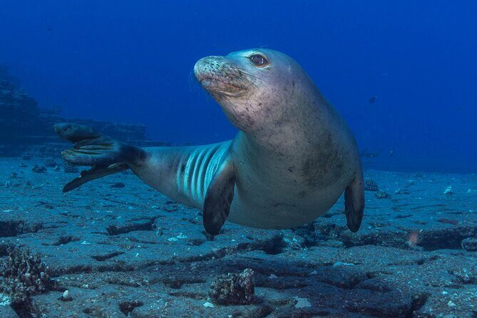 Try Scuba Diving in Kauai From a Boat: No Experience Necessary - Group Size and Pacing: the “half-day” rhythm that works