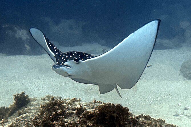 Try Scuba Diving in Kauai From a Boat: No Experience Necessary - Safety Limits and Medical Rules You Should Not Skip